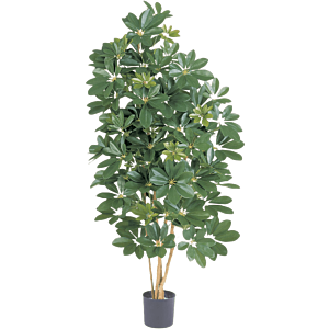 Schefflera