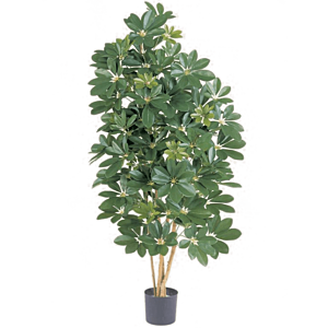 Schefflera