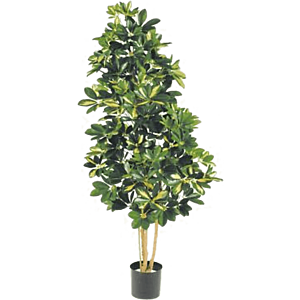 Bonte Schefflera