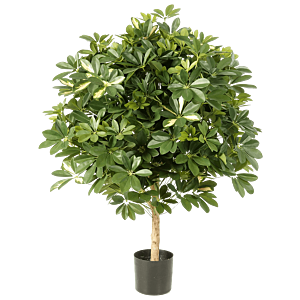 Schefflera bont