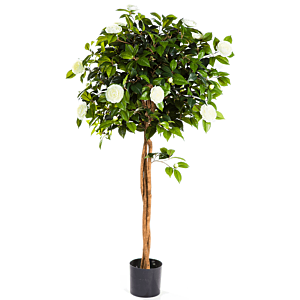Camelia