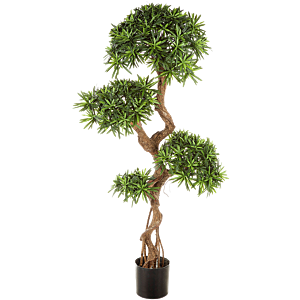 Podocarpus