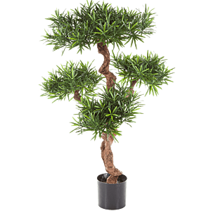 Podocarpus (Berg Podocarpus)