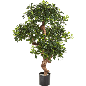 Pittosporum (Berg Pittosporum)