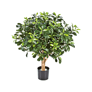 Pittosporum