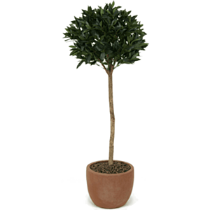 Laurier (Laurus Nobilis)
