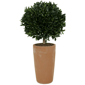 Laurier (Laurus Nobilis)