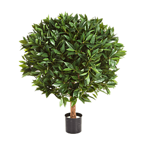 Laurier (Laurus Nobilis)