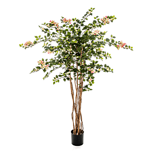 Bouganvillea Nitida