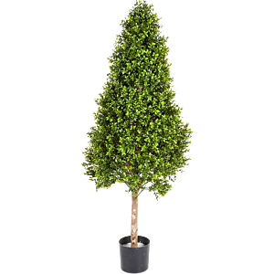 Buxus