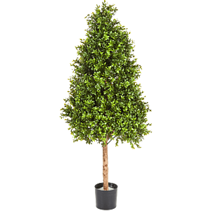 Buxus