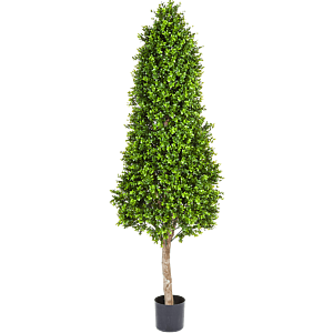Buxus