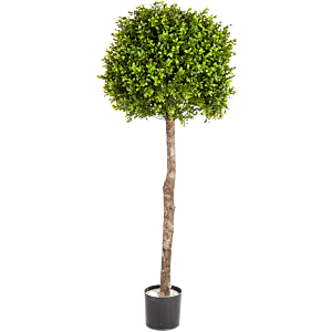 Buxus