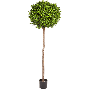 Buxus