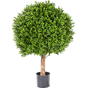 Buxus