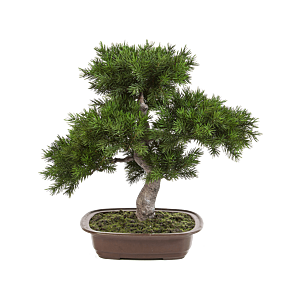 Dennenboom