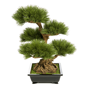 Dennenboom (Pinus)
