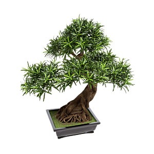 Podocarpus