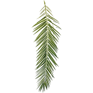 Phoenixpalm
