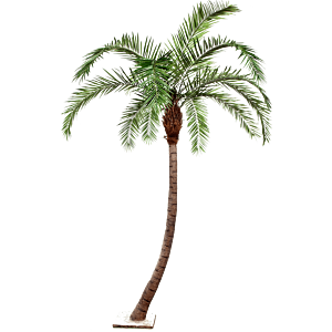 Phoenix (Dadelpalm)