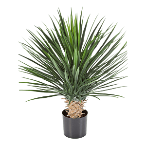 Yucca Rostrata