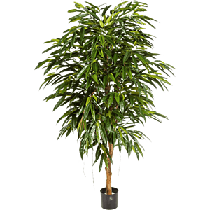 Ficus Alii