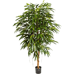 Ficus Alii