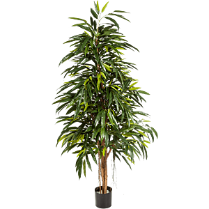 Ficus Alii