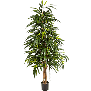 Ficus Alii