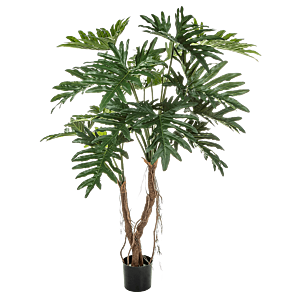 Philodendron Root Tree