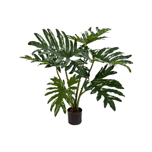Philodendron