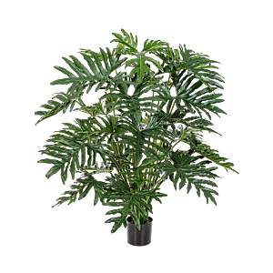 Philodendron