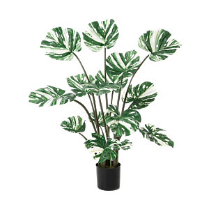 Monstera Deliciosa