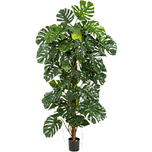 Monstera Deliciosa