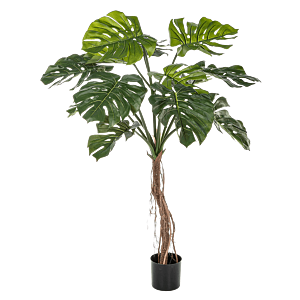 Split Philo Root Tree