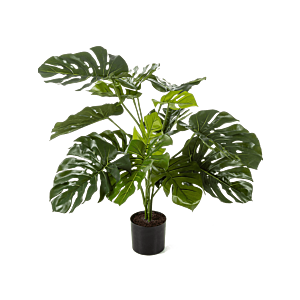 Monstera Deliciosa
