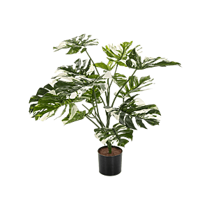 Split Philo Variegated