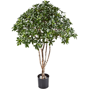 Euonymus Japonicus