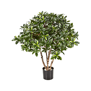 Japanse Kardinaalsmuts (Euonymus Japonicus)