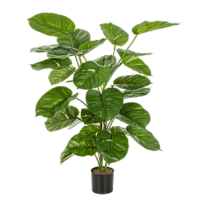 Epipremnum (Pothos)
