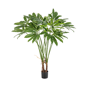 Philodendron Goeldii