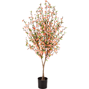 Cherry Blossom
