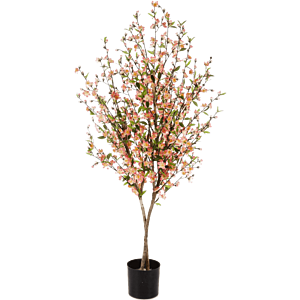 Cherry Blossom