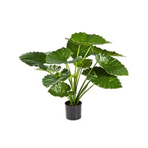 Alocasia Calidora