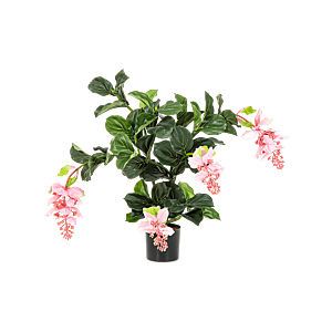 Medinilla