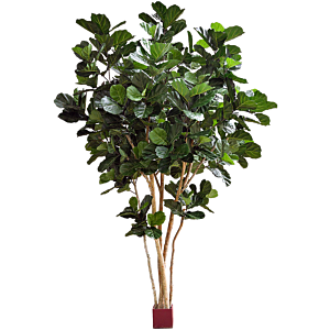 Grote Ficus Nitida