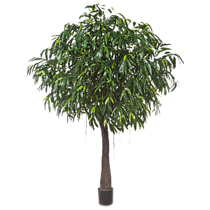 Ficus Alii