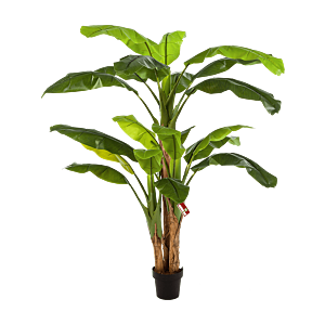 Bananenplant