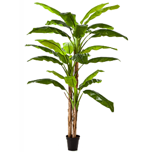 Bananenplant