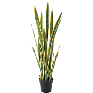 Sansevieria